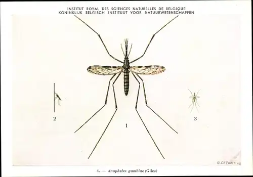 Künstler Ak Devuyst, Anopheles gambiae, Stechmücke