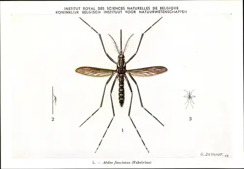 Künstler Ak Devuyst, Aedes fasciatus, Stechmücke