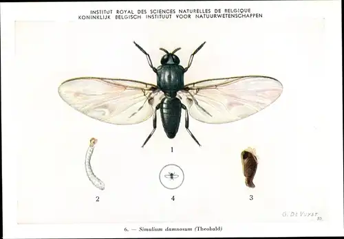 Künstler Ak Devuyst, Simulium damnosum, Mücke