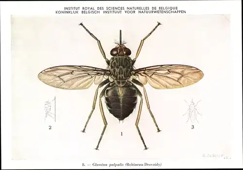 Künstler Ak Devuyst, Glossina palpalis, Mücke