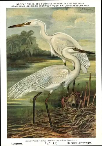 Künstler Ak Dupond, Casmerodius albus melanorhynchus, Silberreiher