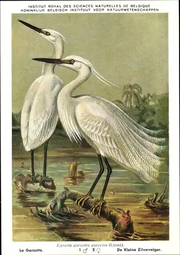 Künstler Ak Dupond, Egretta garzetta garzetta, Silberreiher