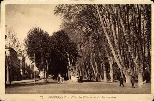 Ak Perpignan Pyrénées Orientales, Allees des Platanes et des Marronniers