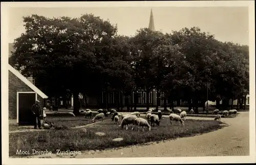 Ak Zuidlaren Drenthe Niederlande, Dorfmotiv, Schafe