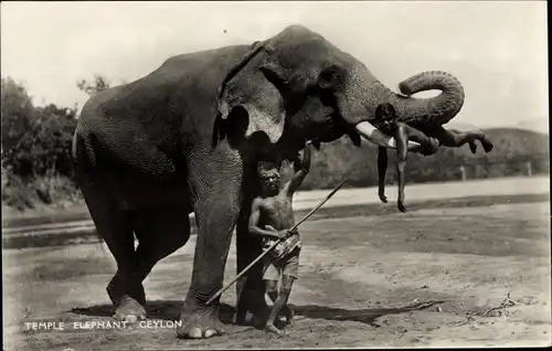 Ak Ceylon Sri Lanka, Elefant mit Mahut, Mann liegt auf einem Stoßzahn