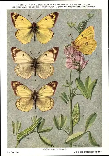 Künstler Ak Schmetterling, Colias hyale Linne, Weißklee-Gelbling