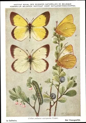 Künstler Ak Schmetterling, Colias palaeno europome Esper, Hochmoor-Gelbling