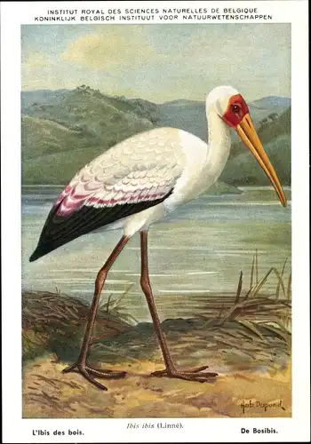 Künstler Ak Dupond, Ibis ibis