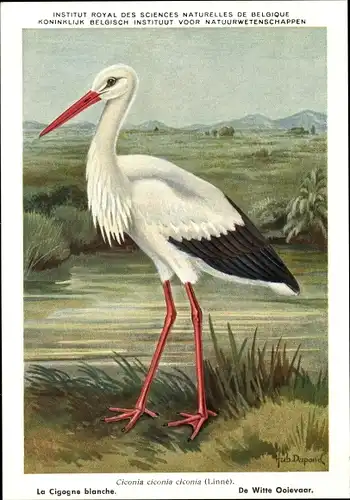 Künstler Ak Dupond, Ciconia ciconia, Weißstorch