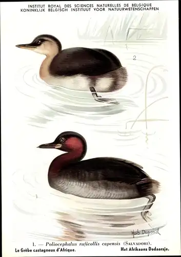 Künstler Ak Dupond, Poliocephalus ruficollis capensis, Ente