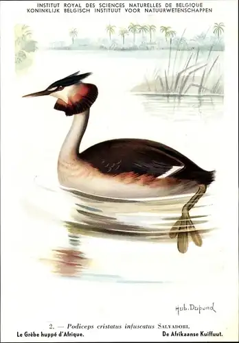 Künstler Ak Dupond, Podiceps cristatus infuscatus, Haubentaucher