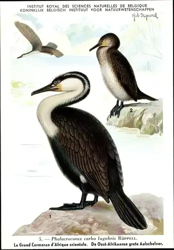 Künstler Ak Dupond, Phalacrocorax carbo lugubris, Kormoran