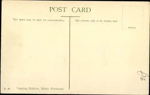 Ak Malaysia, Gummi-Ernte