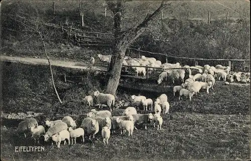 Ak Monschau Montjoie in der Eifel, Eifeltypen, Schafe