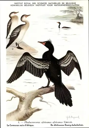 Künstler Ak Dupond, Phalacrocorax africanus, Riedscharbe