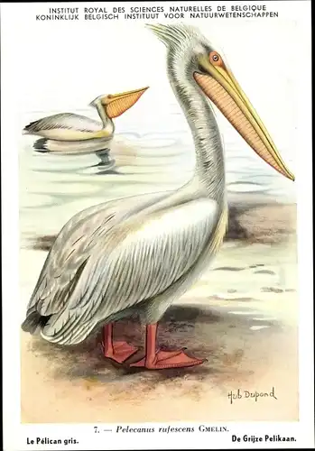 Künstler Ak Dupond, Pelecanus rufescens, Pelikan