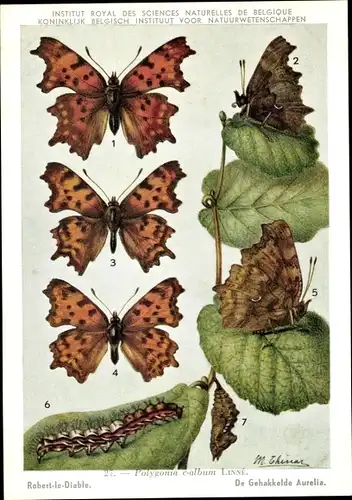 Künstler Ak Schmetterling, Polygonia c album, C-Falter