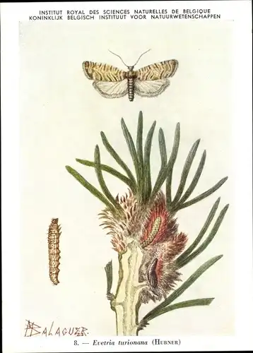 Künstler Ak Evetria turionana, Schmetterling