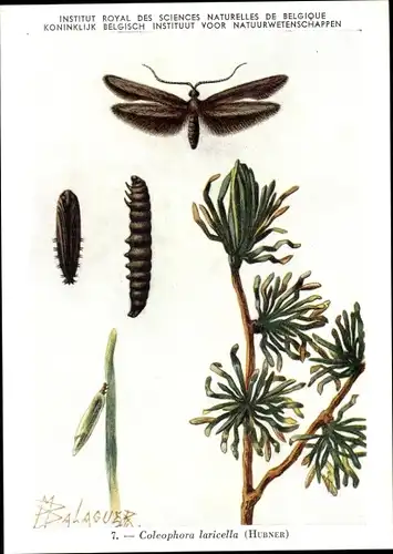 Künstler Ak Coleophora laricella, Lärchen-Miniermotte
