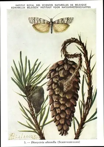 Künstler Ak Diorytctria abietella, Fichtenzapfenzünsler