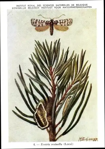 Künstler Ak Evetria resinella, Kiefernharzgallen-Wickler