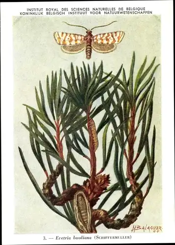 Künstler Ak Evetria buoliana, Kieferntriebwickler