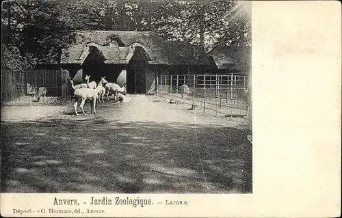 Ak Anvers Antwerpen Flandern, Zoologischer Garten, Lamas