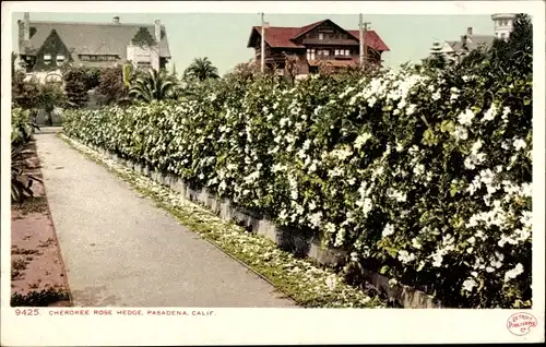 Ak Pasadena, Kalifornien, USA, Cherokee Rose Hedge