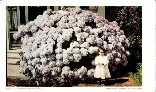 Ak Kalifornien USA, Kalifornische Hortensie