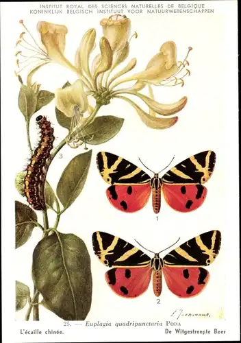 Künstler Ak Euplagia quadripunctaria Poda, Russischer Bär, Schmetterling