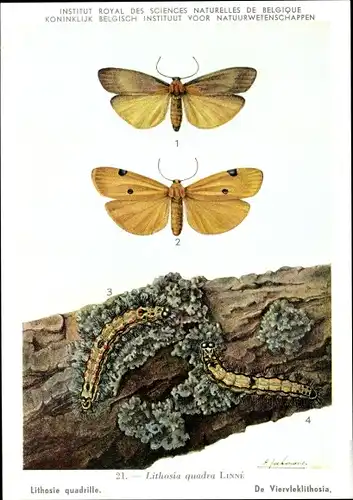 Künstler Ak Lithosia quadra, Vierpunkt-Flechtenbärchen, Schmetterling