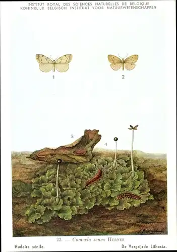 Künstler Ak Comacla senex, Schmetterling