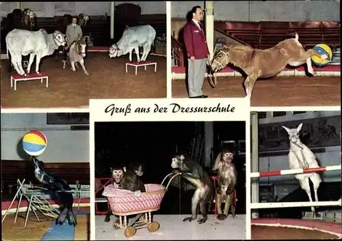 Ak Carl Hagenbeck's Tierpark Hamburg, Dressurschule, Kühe, Pony, Seehund, Affen