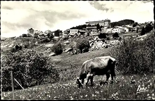 Ak Font Romeu Odeillo Via Pyrénées Orientales, Station d'ete et d'hiver, Paturages au Printemps