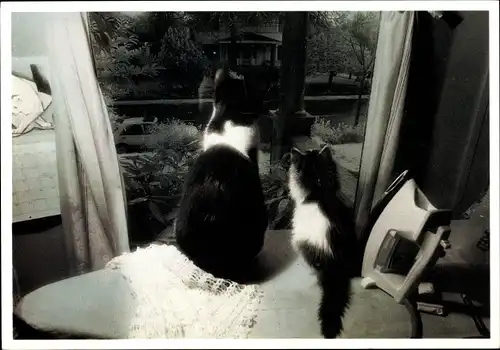 Ak Zwei Katzen auf einem Bügelbrett am Fenster, Bügeleisen