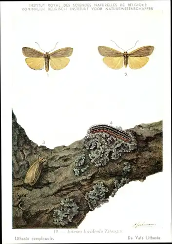 Künstler Ak Eilema lurideola, Schmetterling, Grauleib-Flechtenbärchen