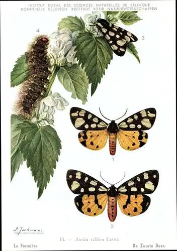 Künstler Ak Arctia villica, schwarzer Bär, Schmetterling