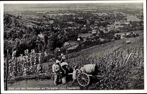 Ak Tiergarten Oberkirch in Baden Württemberg, Blick von den Rebbergen, Winzer