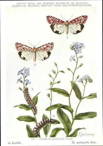 Künstler Ak Uthetheisa pulchella, Harlekinbär, Schmetterling