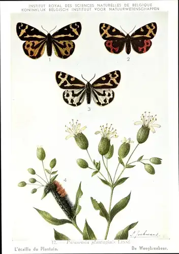 Künstler Ak Parasemia plantaginis, Wegerichbär, Schmetterling