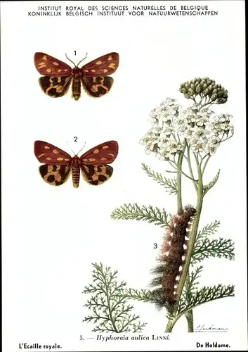 Künstler Ak Hyphoraia aulica, Hofdame, Schmetterling