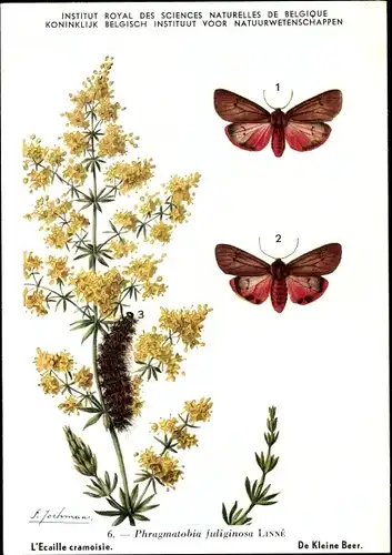 Künstler Ak Phragmatobia fuliginosa, Kleiner Bär, Schmetterling