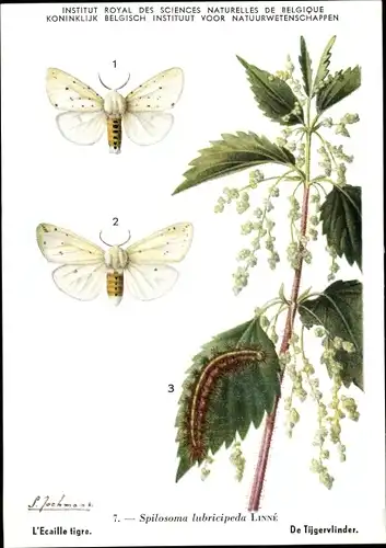 Künstler Ak Spilosoma lubricipeda, Breitflügeliger Fleckleibbär, Schmetterlin