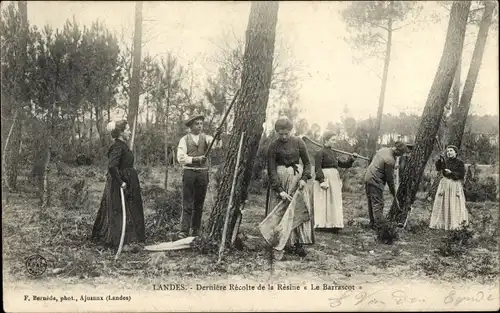 Ak Landes, Letzte Ernte von Resine La Barrascot