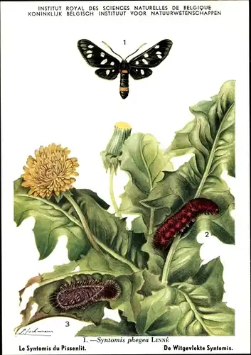 Künstler Ak Schmetterling, Syntomis phegea, Weißfleck-Widderchen