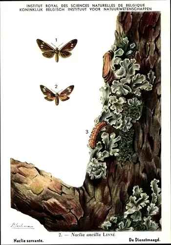 Künstler Ak Schmetterling, Naclia ancilla
