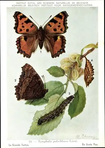 Künstler Ak Schmetterling, Nymphalis polychloros, Großer Fuchs