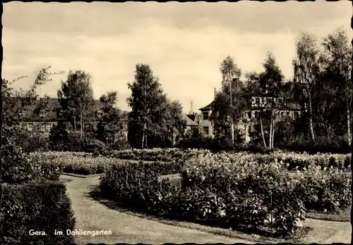 Ak Gera in Thüringen, im Dahliengarten