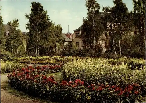 Ak Gera in Thüringen, im Dahliengarten