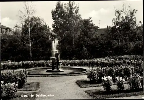 Ak Gera in Thüringen, Dahliengarten, Springbrunnen